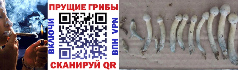 Псилоцибиновые грибы мицелий  купить   mega вход  Козьмодемьянск 